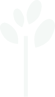 Imagen decorativa de plantas en el vivero Girona Plants